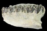 Oreodont (Merycoidodon) Jaw Section - South Dakota #140921-1